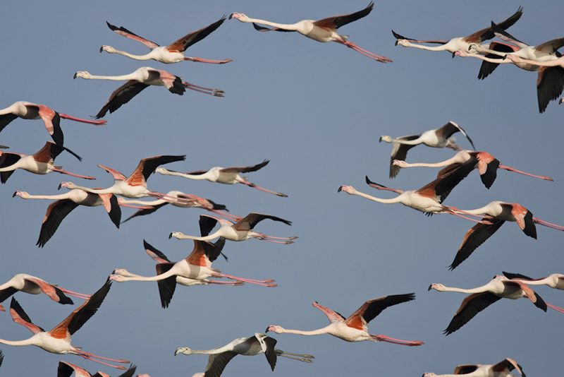 flamingos---phoenicopterus-ruber-02-2_15303250607_o