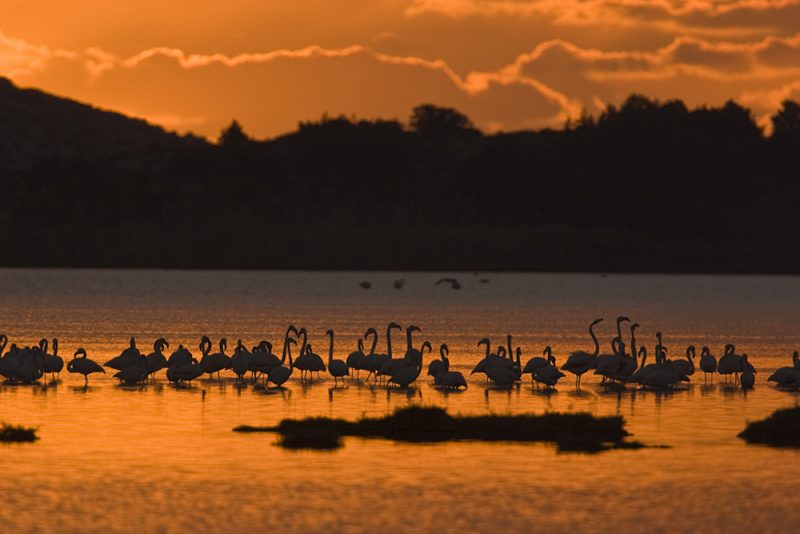 flamingos---phoenicopterus-ruber---sunset-2_15303185898_o