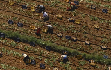 Farm to table dining