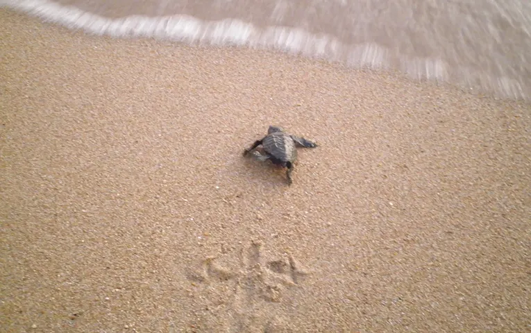 baby sea turtle running towards the sea