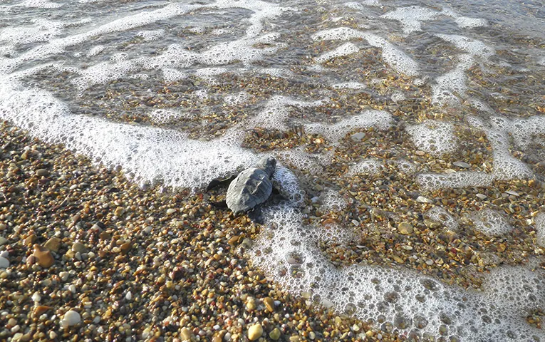 baby sea turtle in the sea