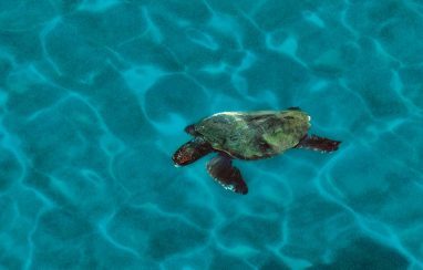 sea turtle